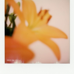 2022-04-orange-lillies012