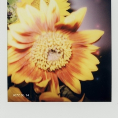 2022-07-25-sunflowers-003c